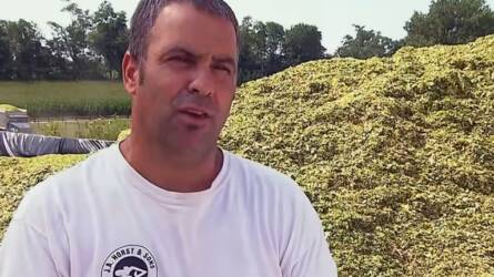Elhamarkodottan kezdték feletetni a kukoricaszilázst, óriási gond lett belőle